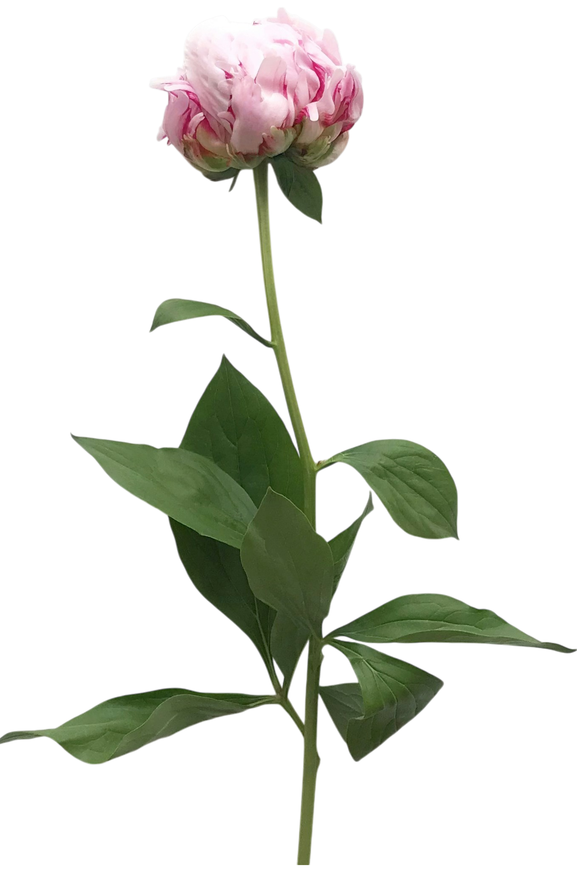Decorative pink peony flower illustration accent